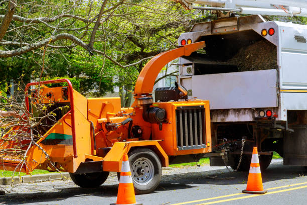 Best Emergency Tree Removal  in Clifton Heights, PA